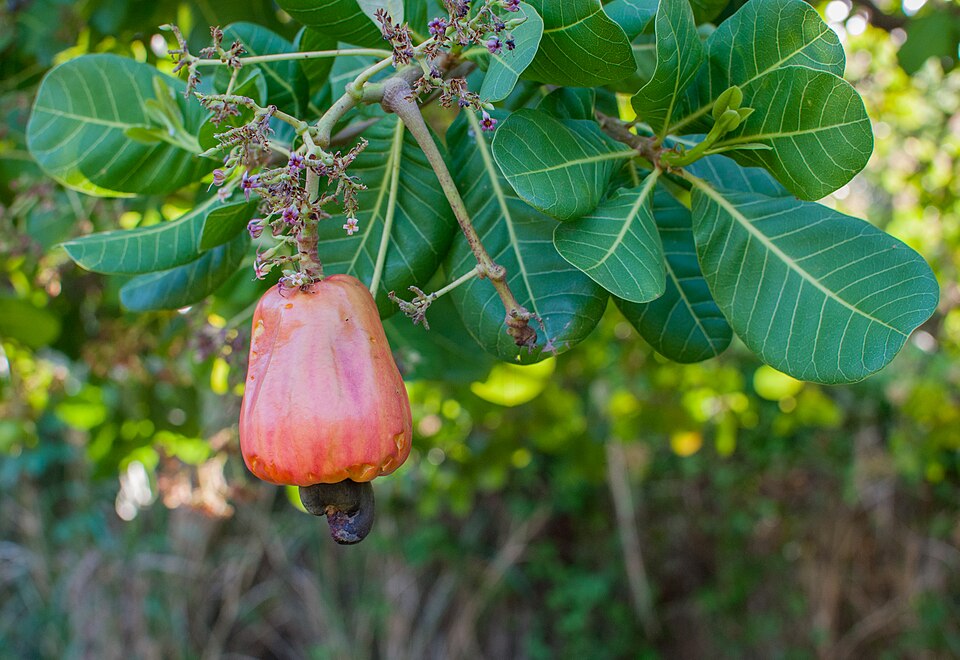 Cashew apple with raw cashew nut on the tree